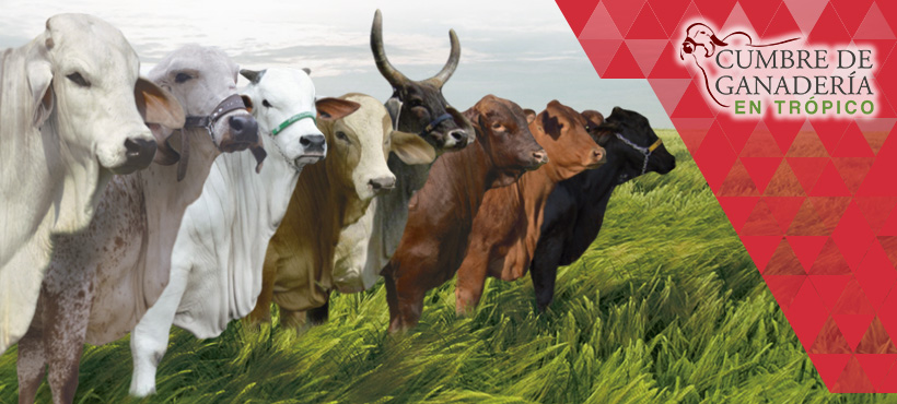 <a href="#">Cumbre de Ganaderia</a><span>Es el evento que en su segunda edición se suma a Tropiexpo nuevamente con  temas sobre genética y  reprodución en razas puras, nutrición balanceada, control sanitario, salud animal, entre otros temas especializados y de vanguardia .</span>